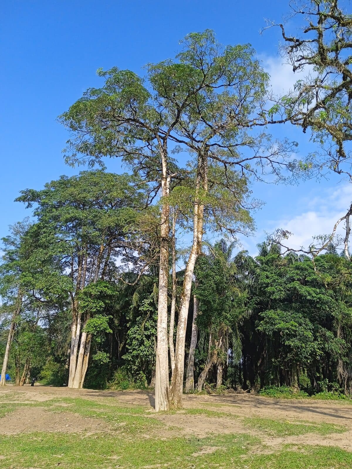 Saptaparna