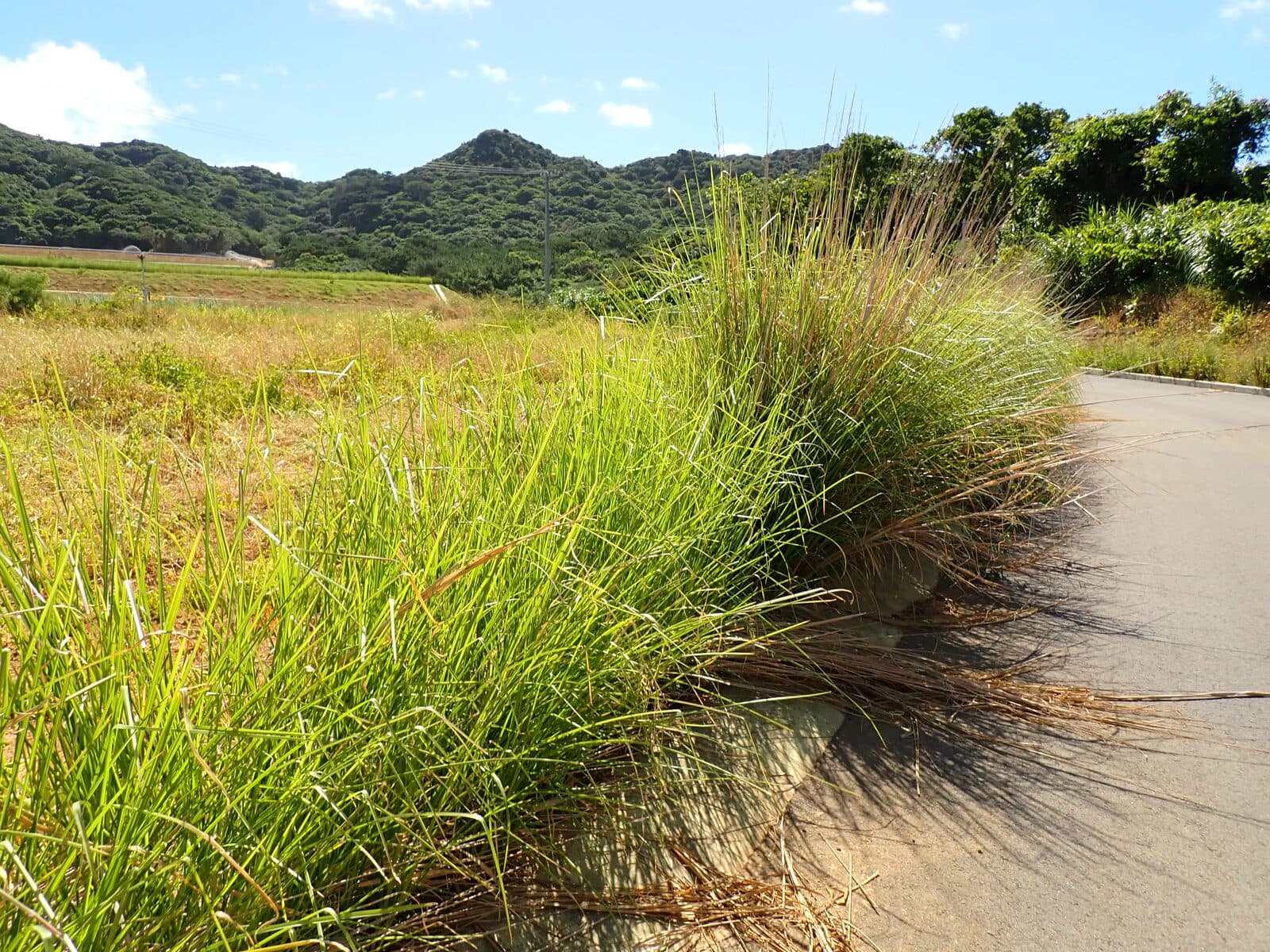 Vetiver