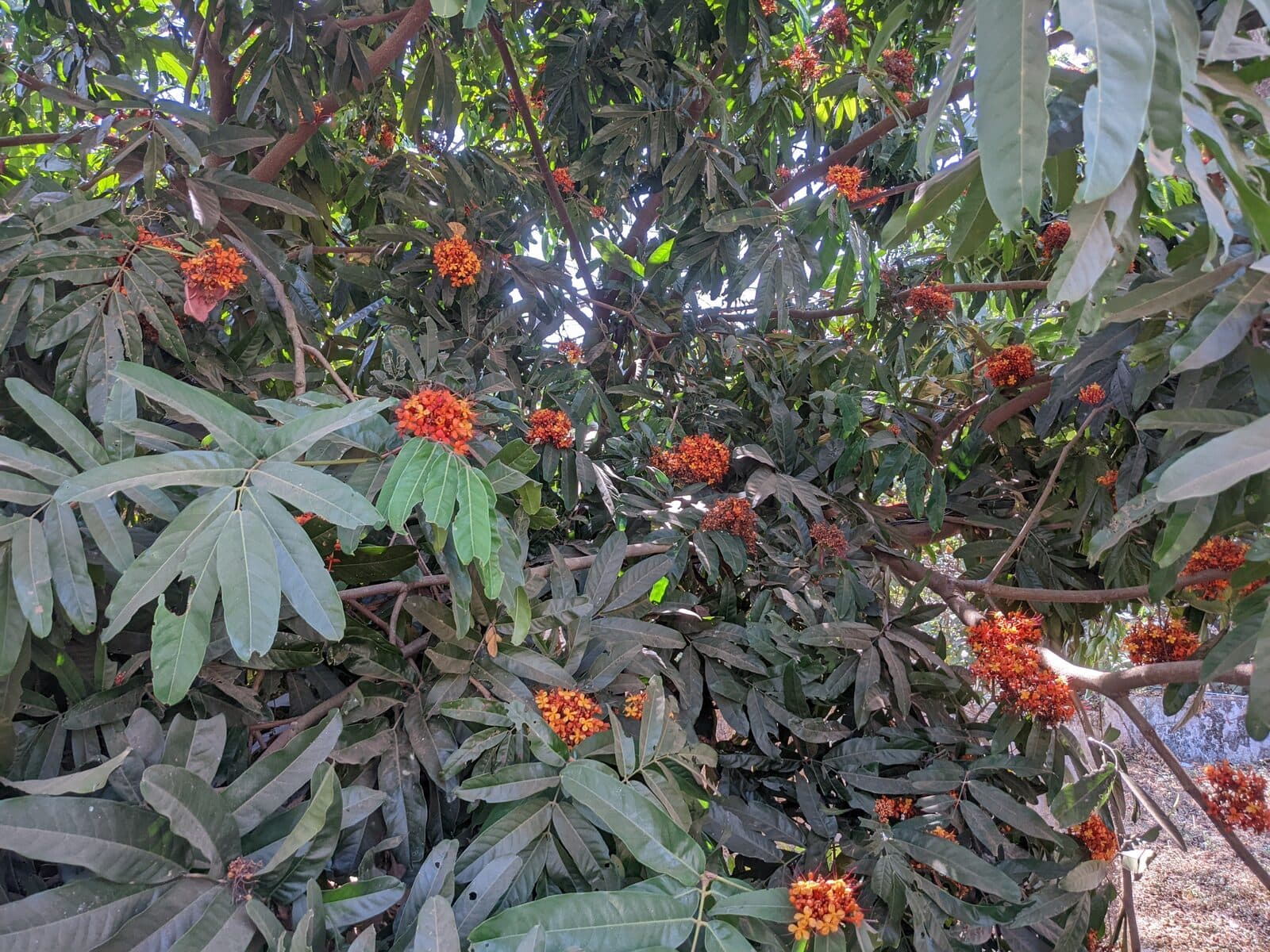 Ashoka
