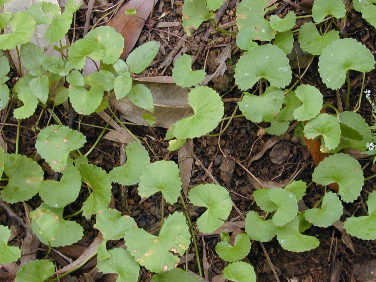 Gotu kola