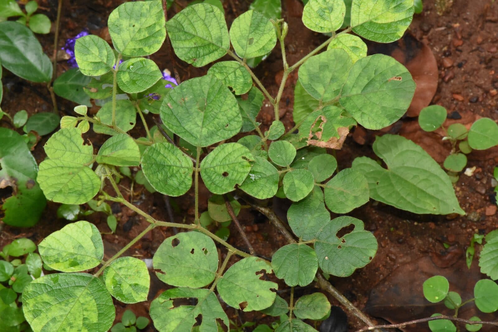 Prishniparni