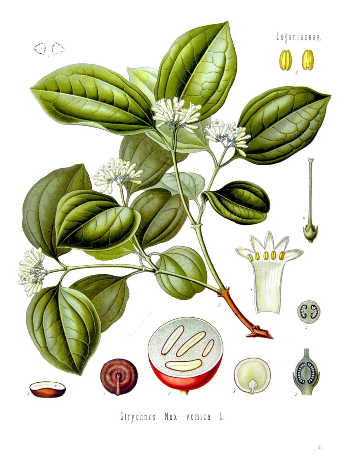 Kargabüken