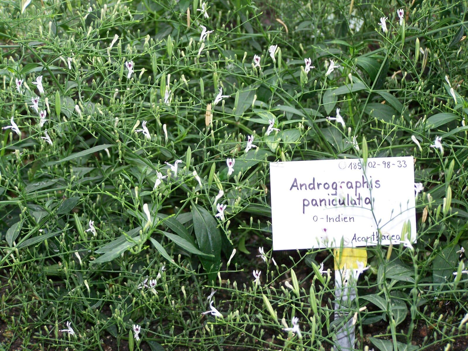 Andrografis