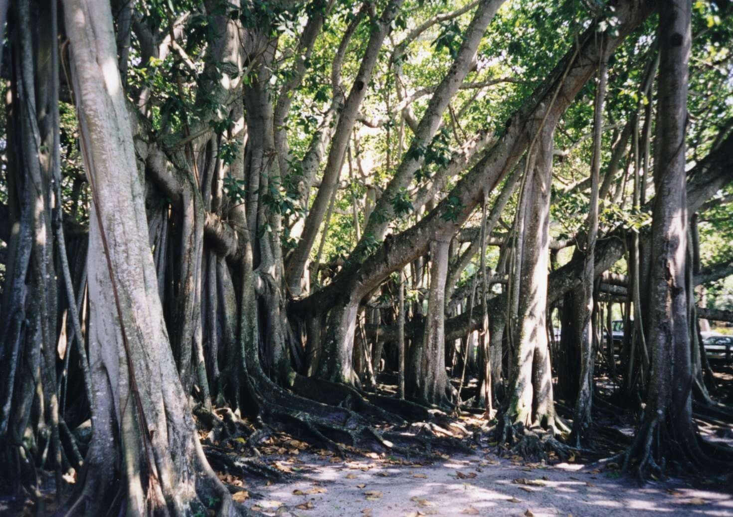 Banyan ağacı