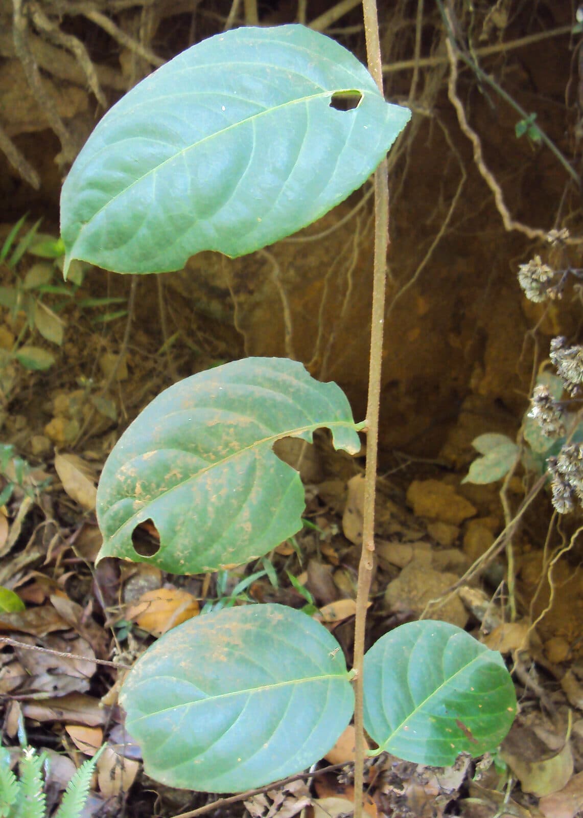 Jyotishmati