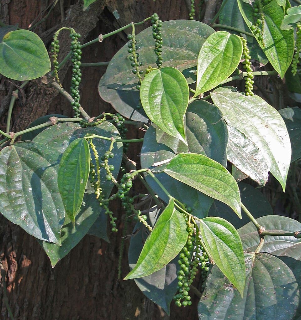 Karabiber