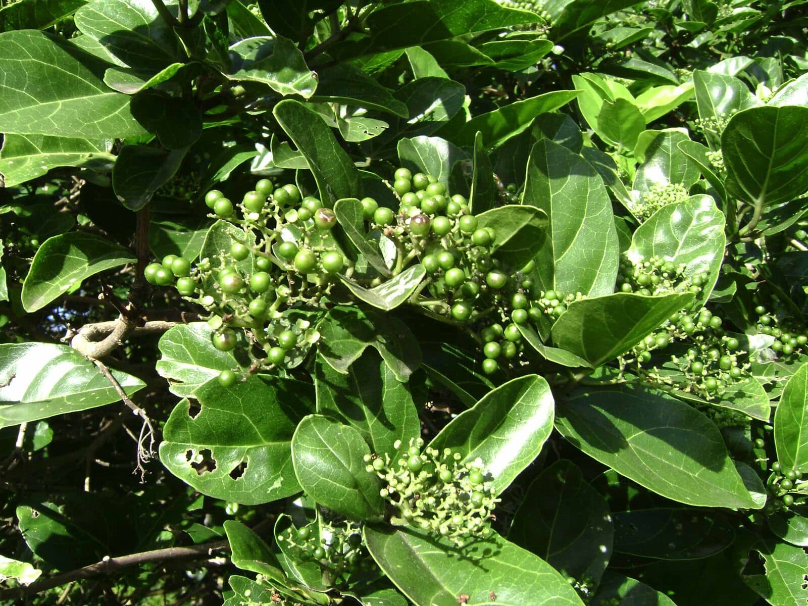 Agnimantha