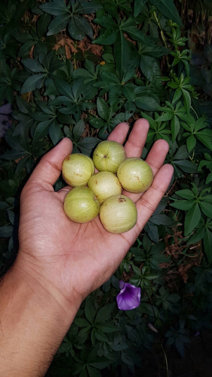 Amla