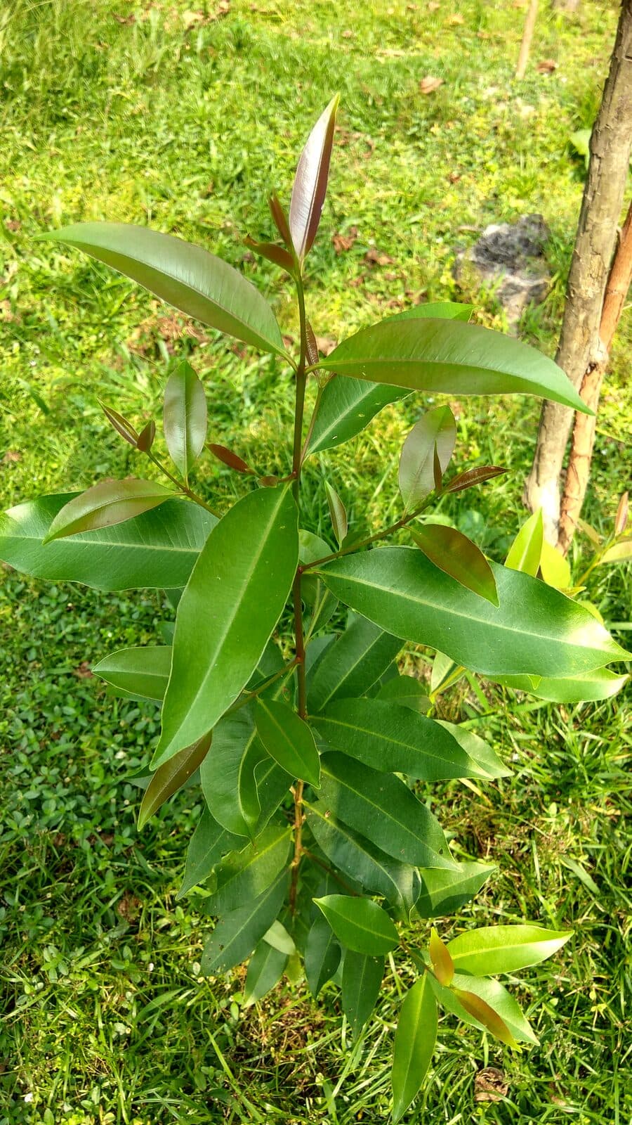 Jamun
