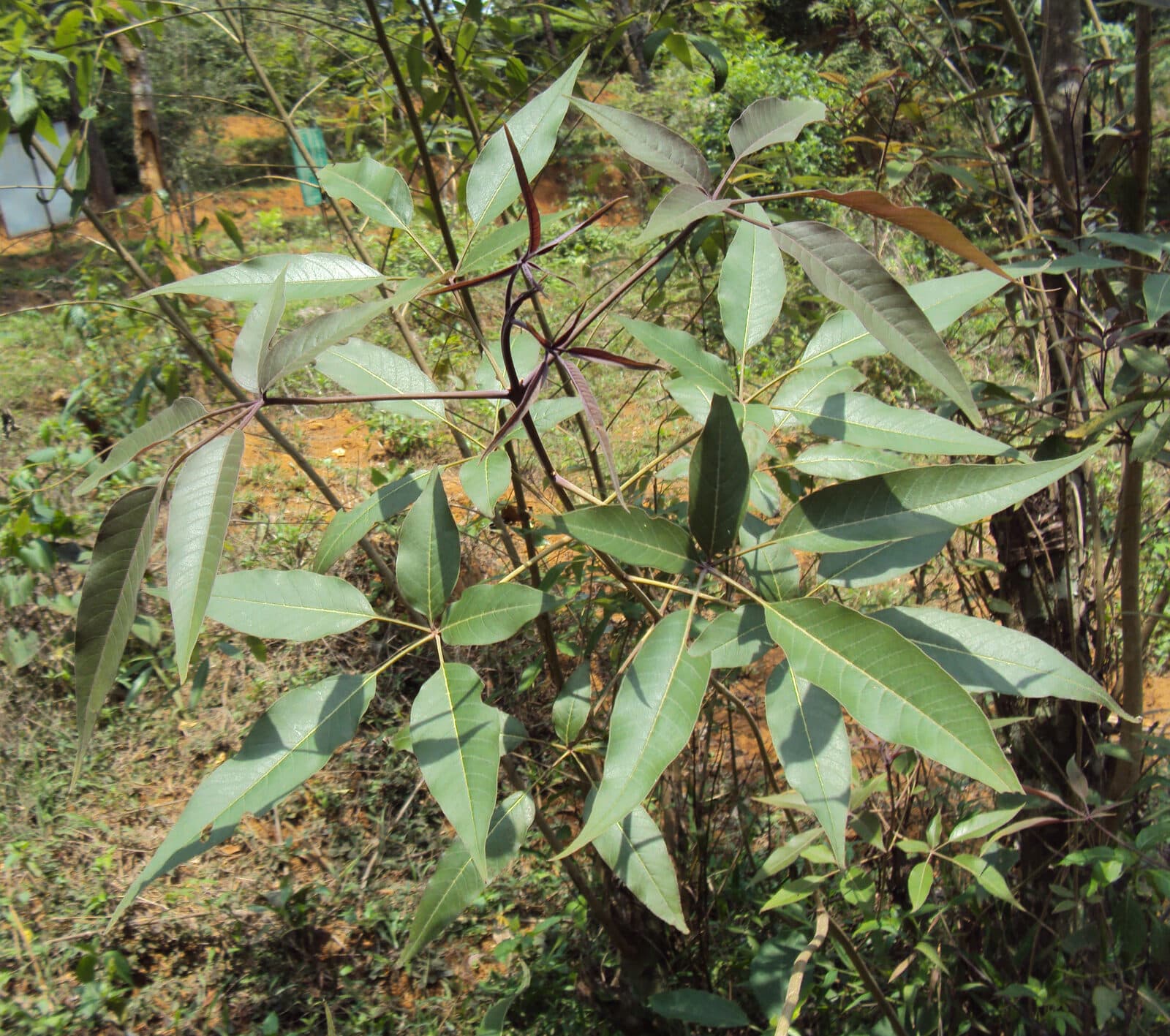 Nirgundi