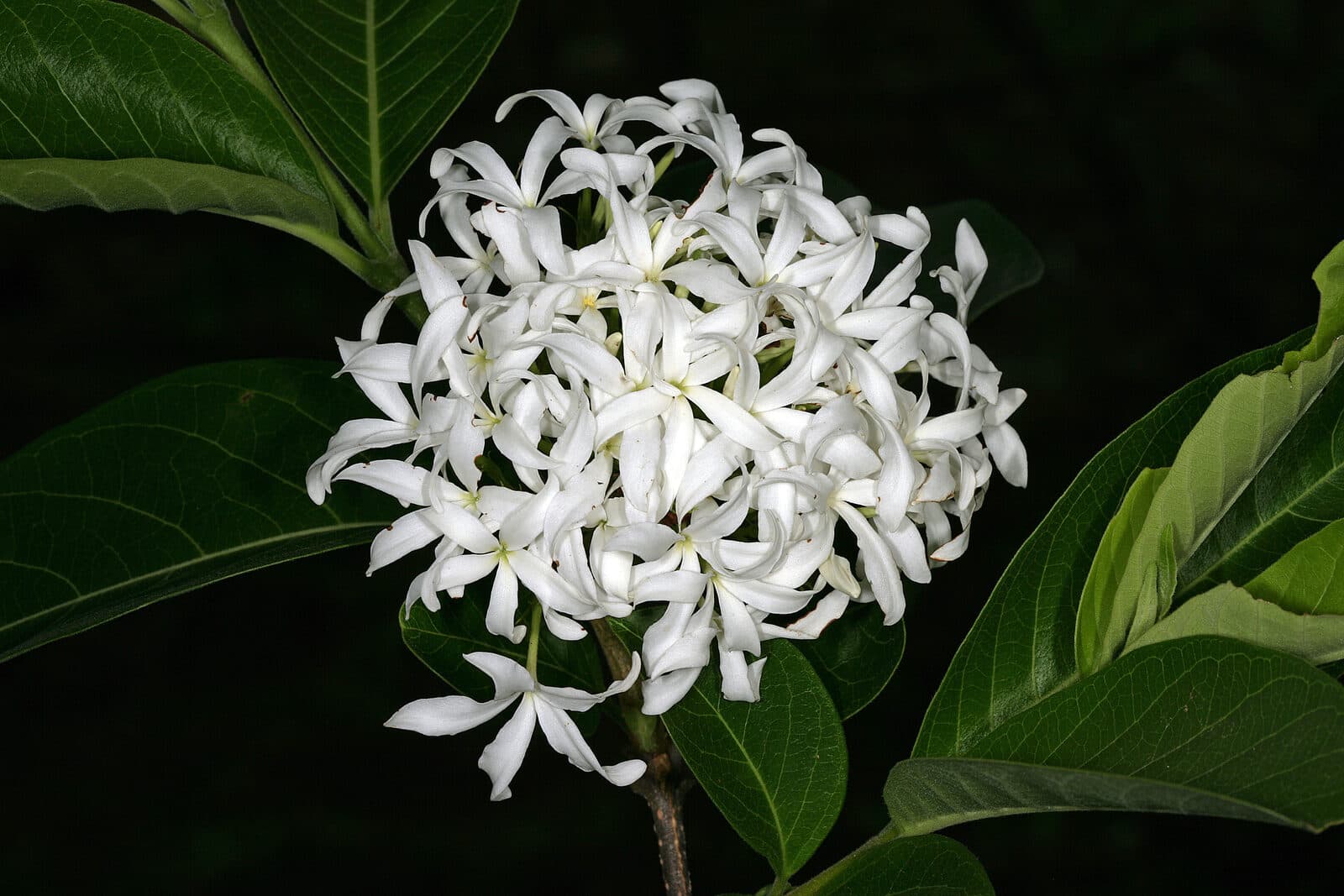 Kutaja