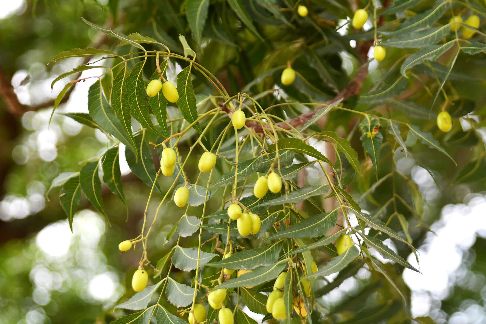 Neem
