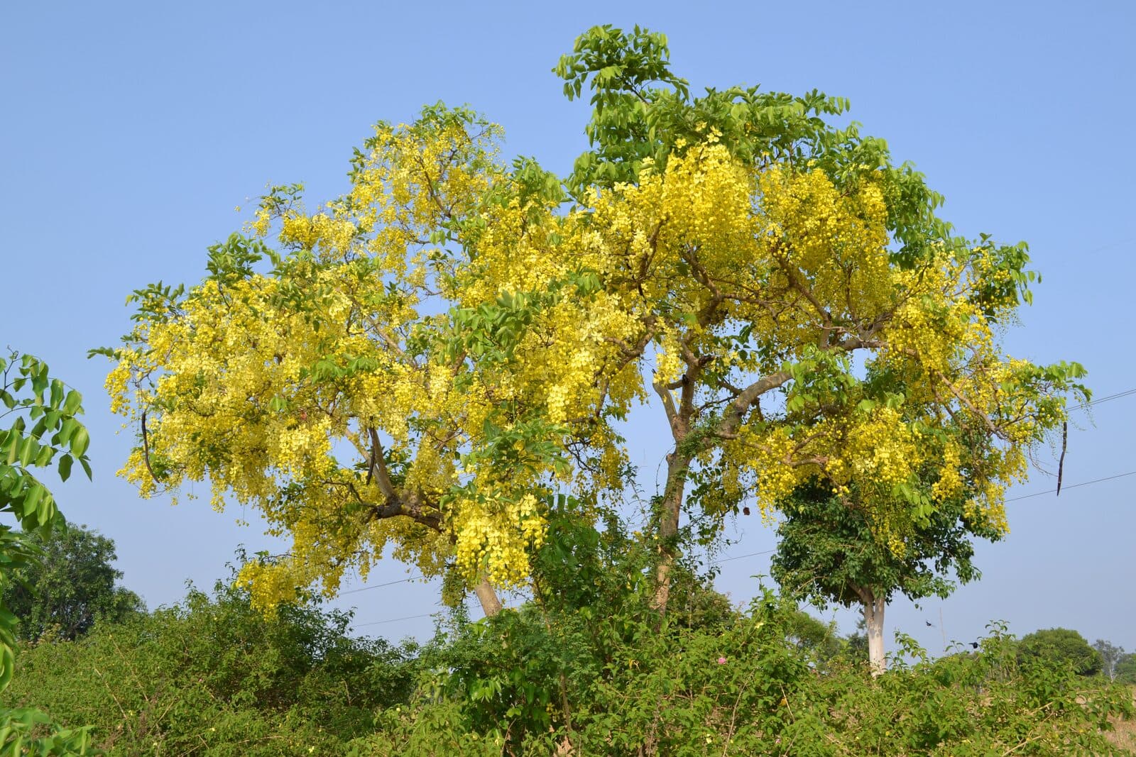 Aragvadha