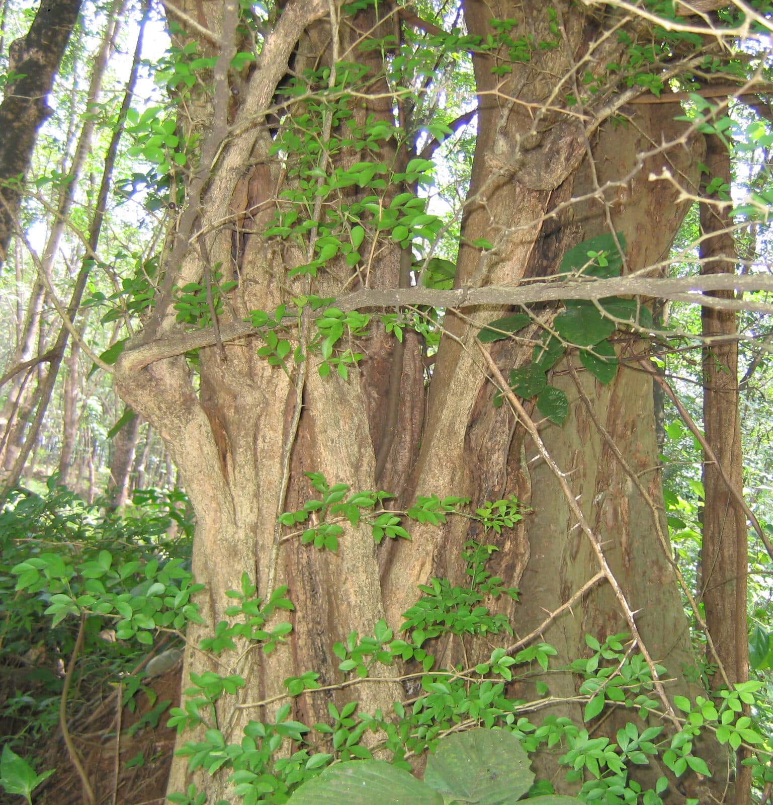 Tumburu