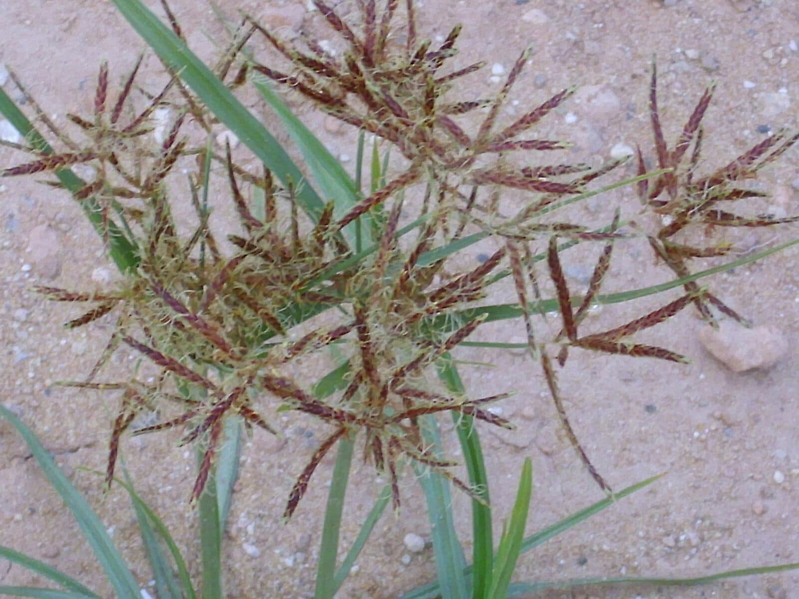 Topalak
