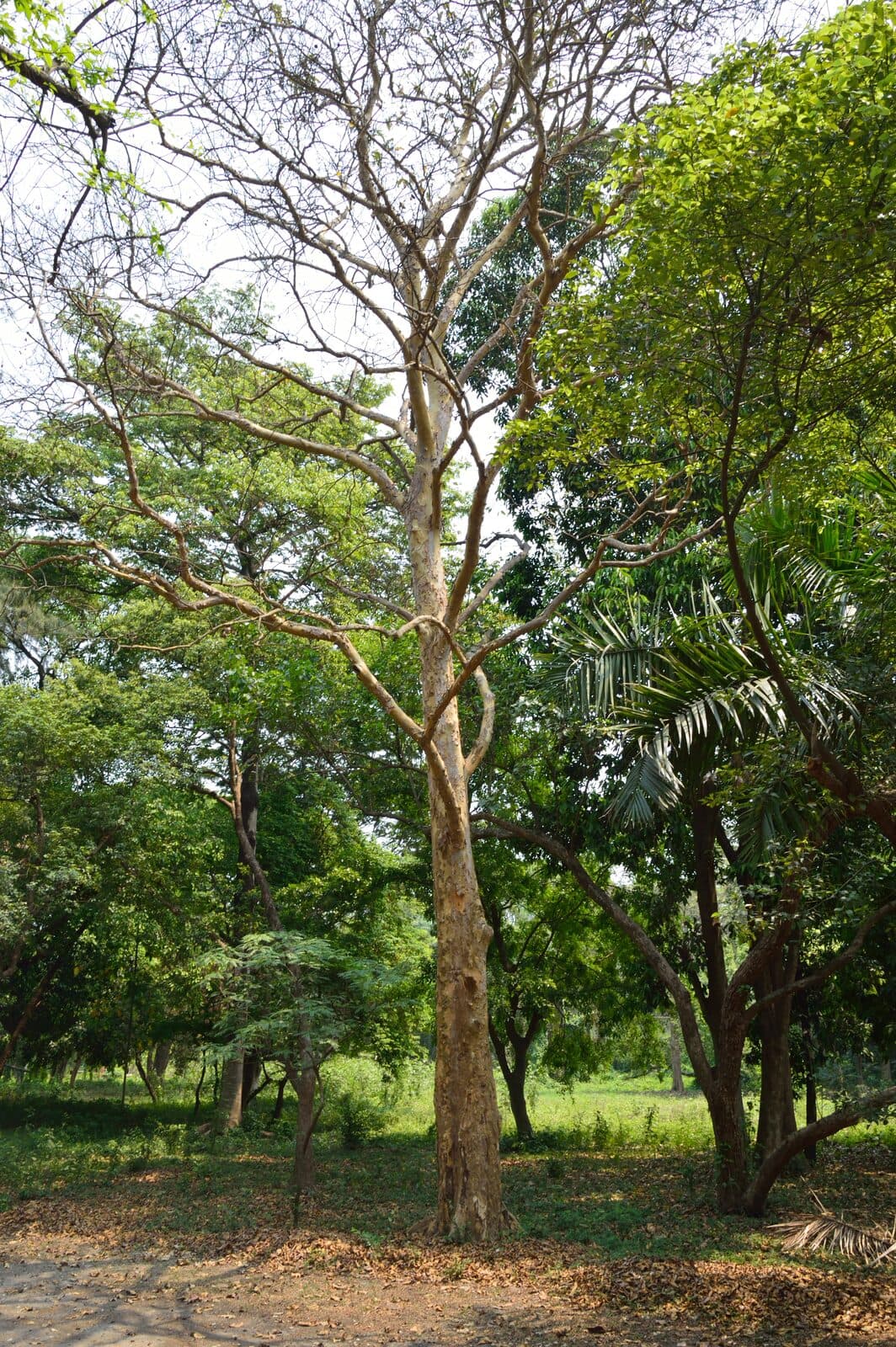 Arjuna