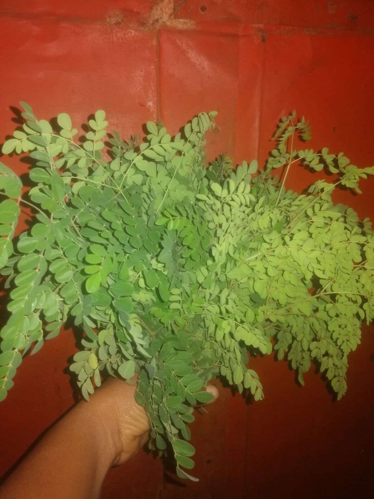 Moringa