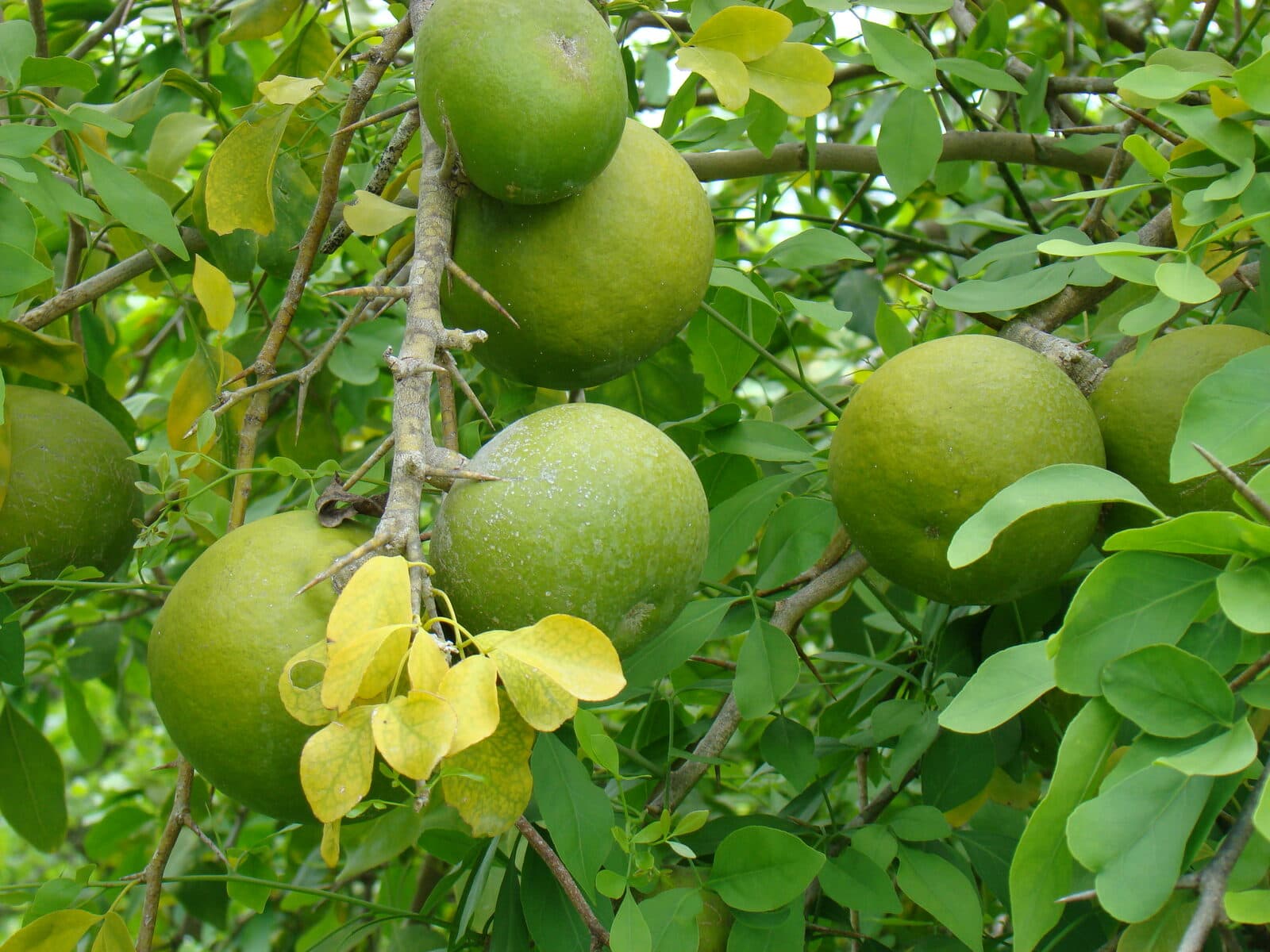 Bilva
