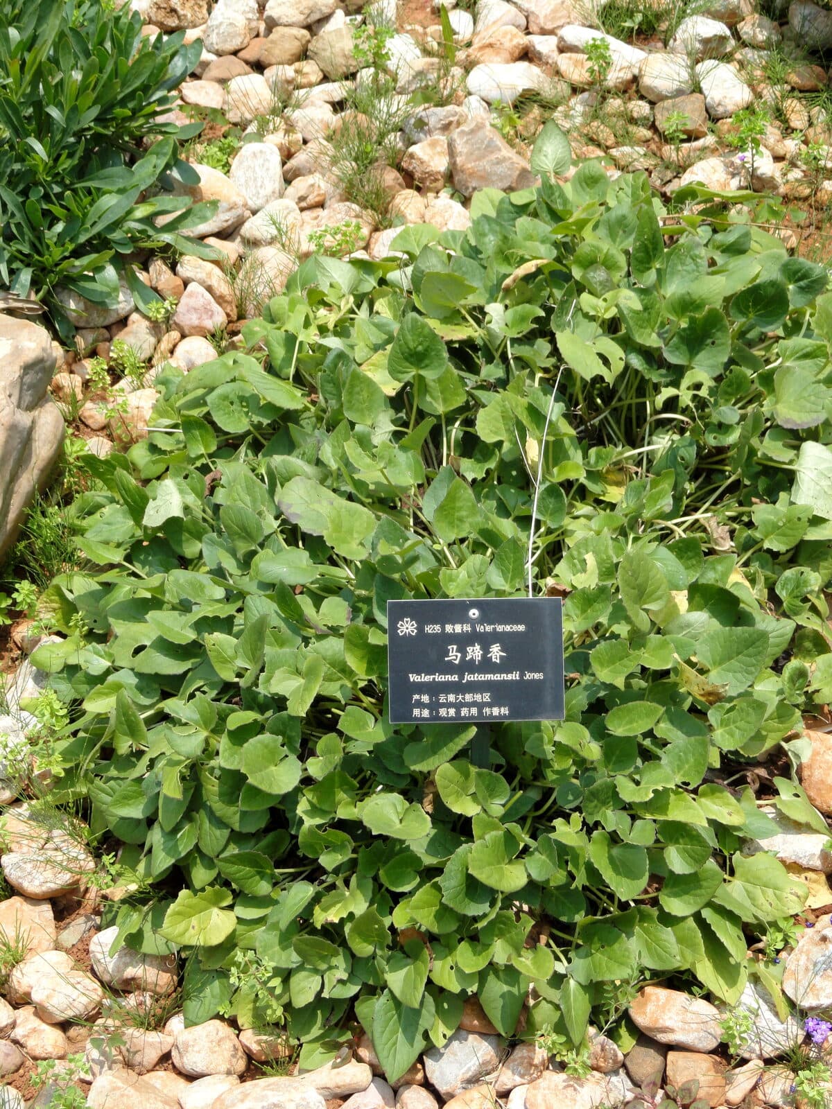 Tagara