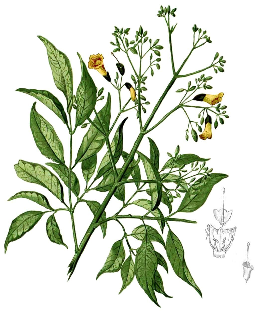 Patala