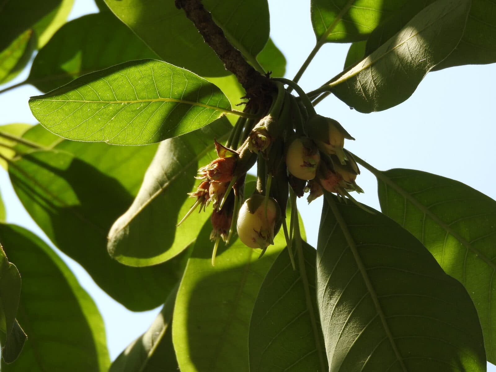 Mahua
