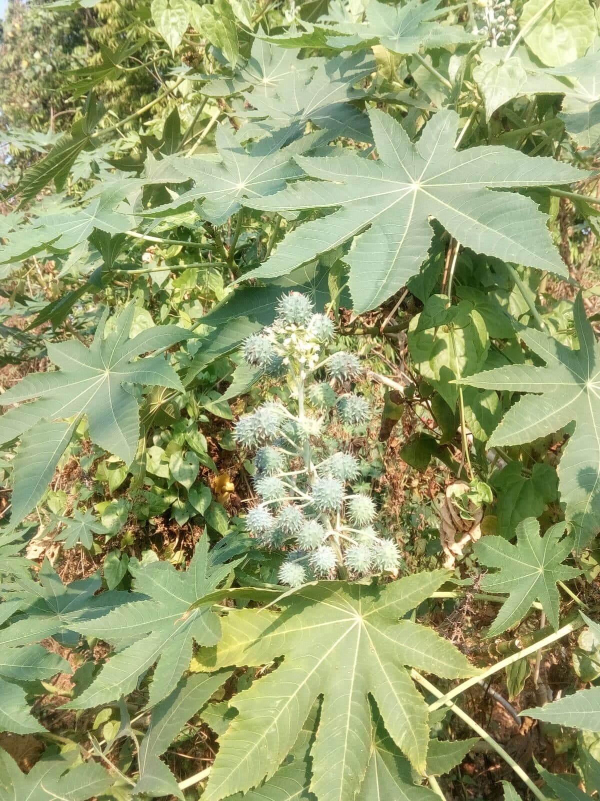 Hint yağı bitkisi