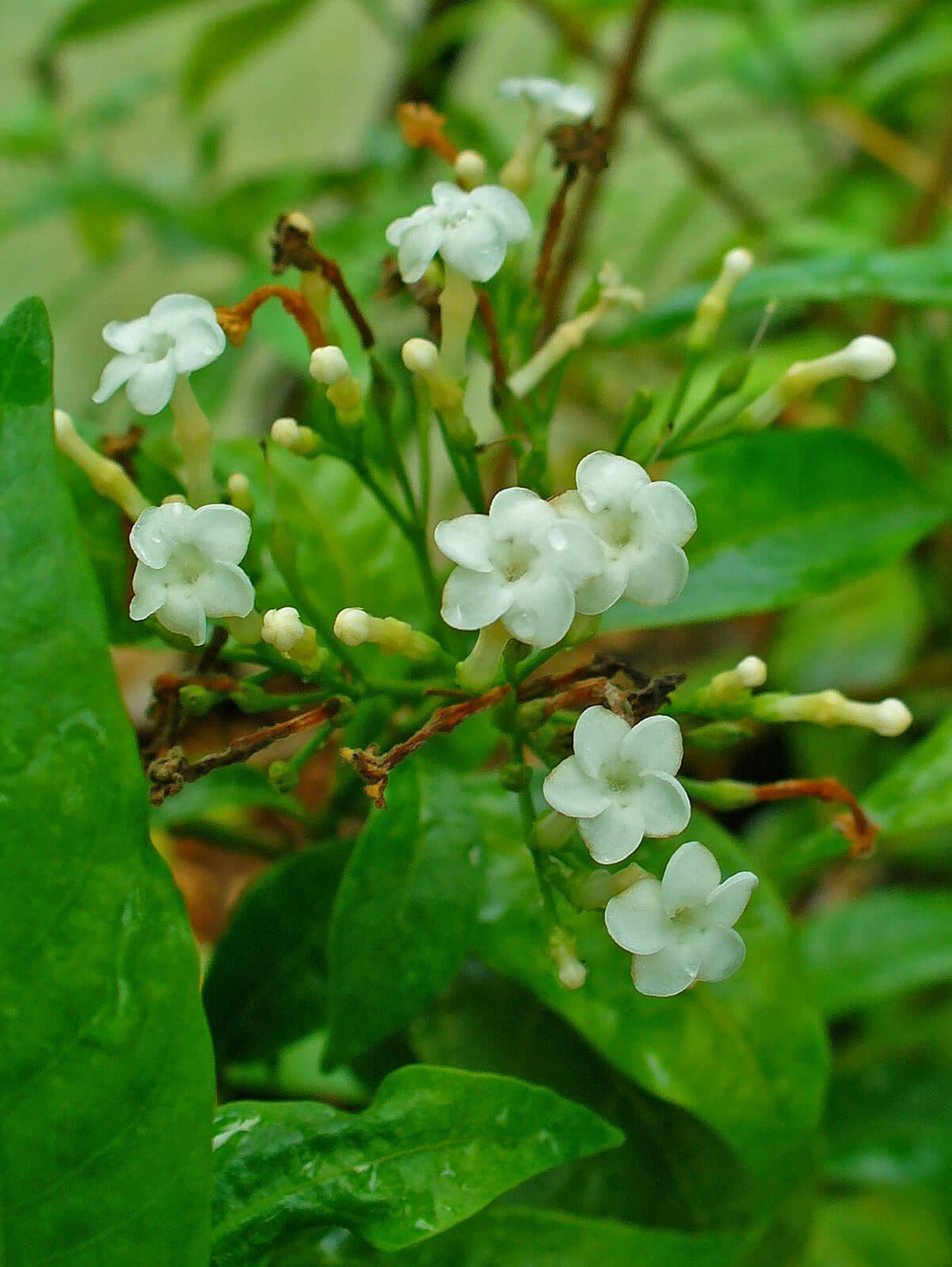 Sarpagandha
