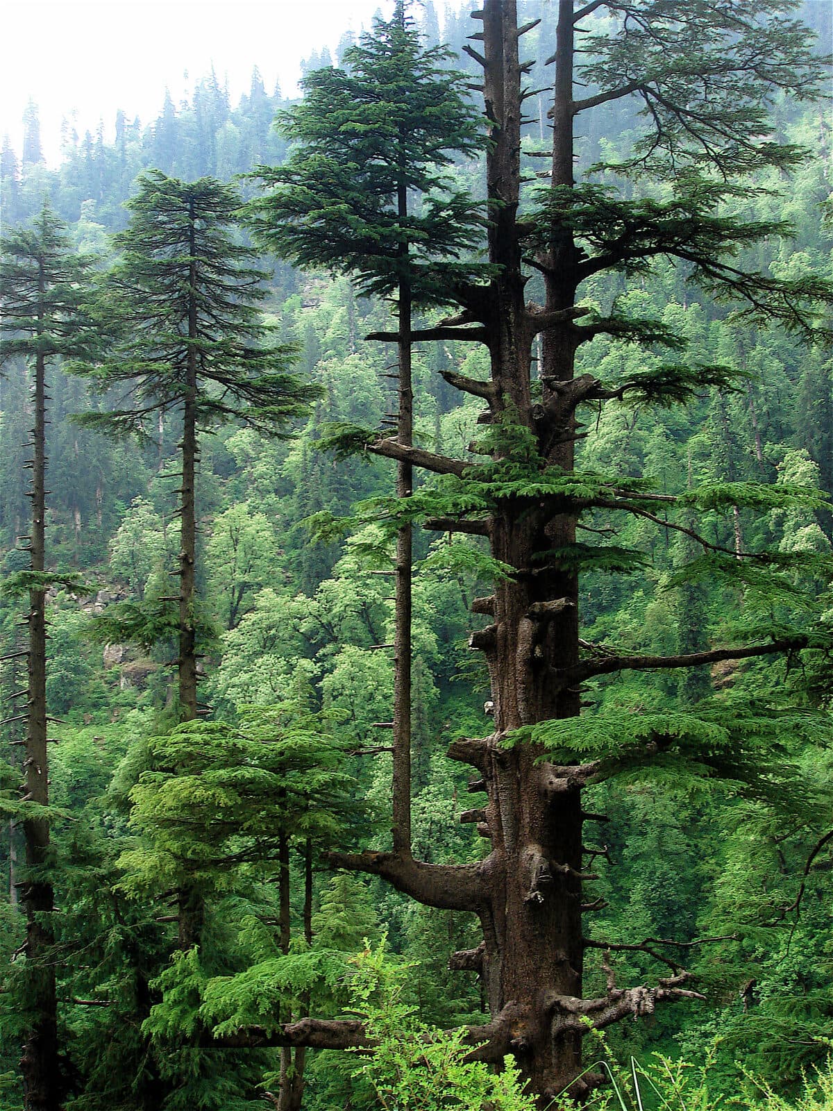 Himalaya sediri