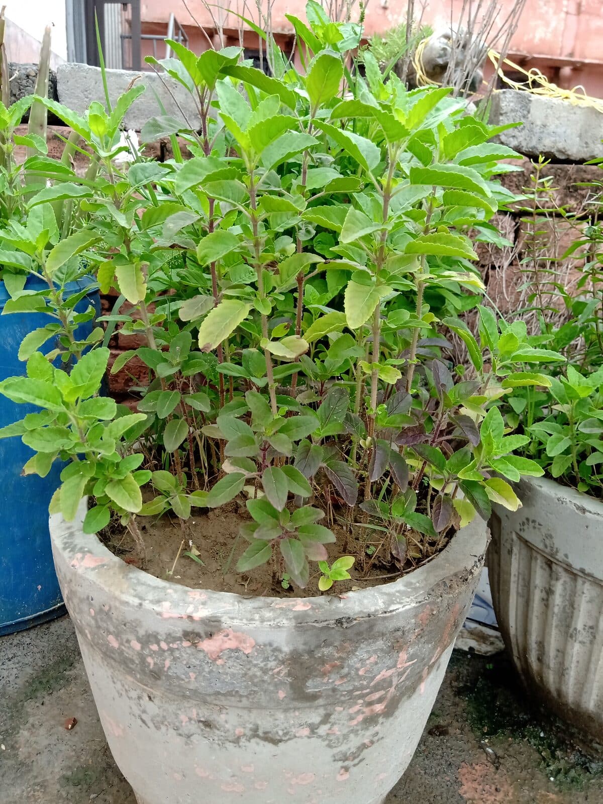 Tulsi